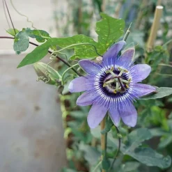 JAVOY PLANTES - Passiflore 'lady betty myles young' - passiflora 3l - 60/90cm