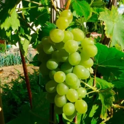 JAVOY PLANTES - Vigne 'ampelia® perdin' vitis vinifera 3l - 60/90cm