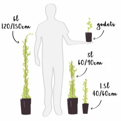 JAVOY PLANTES - Vigne 'dattier de beyrouth' - vitis vinifera 3l - 60/90cm