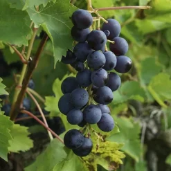 JAVOY PLANTES - Vigne 'muscat bleu' - vitis vinifera 3l - 60/90cm