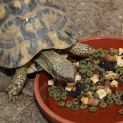 JBL - Fructil, alimentation pour tortues terrestres : 250ml