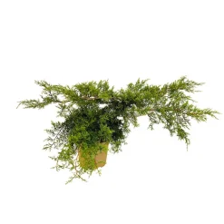 Juniperus - Pot 4L