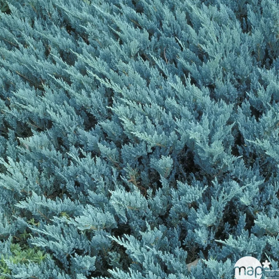 Juniperus Blue Chip, Génévrier : pot 5 litres - H. 50/60 cm