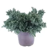 Juniperus Blue star : H 25/30 cm : ctr 4 litres