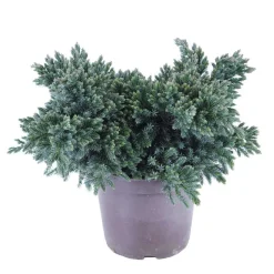 Juniperus Blue star : H 25/30 cm : ctr 4 litres