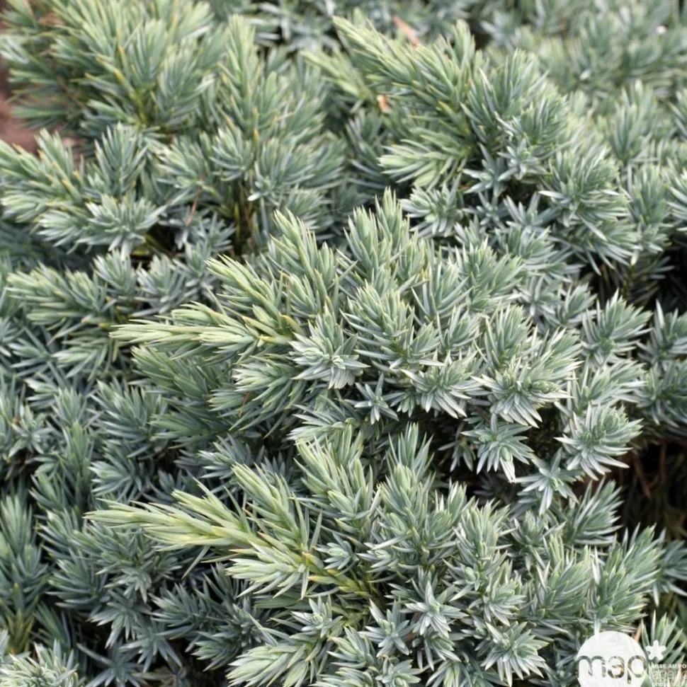 Juniperus Blue star : H 25/30 cm : ctr 4 litres