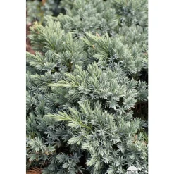 Juniperus Blue star : H 25/30 cm : ctr 4 litres