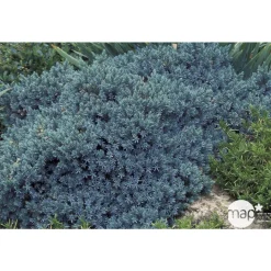 Juniperus Blue star : H 25/30 cm : ctr 4 litres