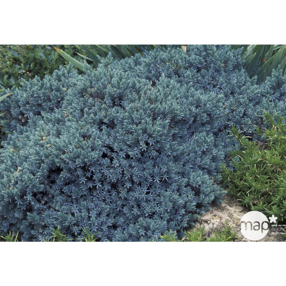 Juniperus Blue star : H 25/30 cm : ctr 4 litres