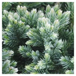 Juniperus Blue star : H 25/30 cm : ctr 4 litres