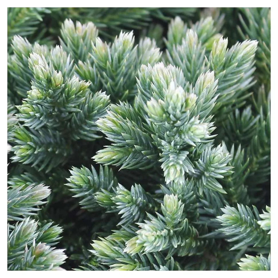 Juniperus Blue star : H 25/30 cm : ctr 4 litres