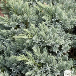 Juniperus blue star H.25/30cm : Pot 5L