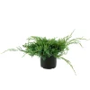 Juniperus squamosa 'Blue carpet' : H.30/40cm 3L