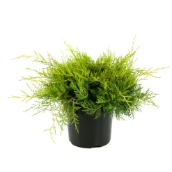 Juniperus x media old gold: H.30/40cm 3L