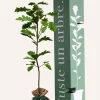 JUSTE UN ARBRE. - Chêne pédonculé | offrez un arbre pour célébrer les grands moments de vie (naissance, mariage). Un cadeau unique.