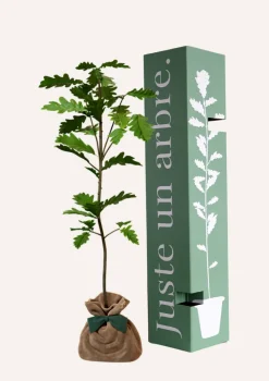 JUSTE UN ARBRE. - Chêne pédonculé | offrez un arbre pour célébrer les grands moments de vie (naissance, mariage). Un cadeau unique.