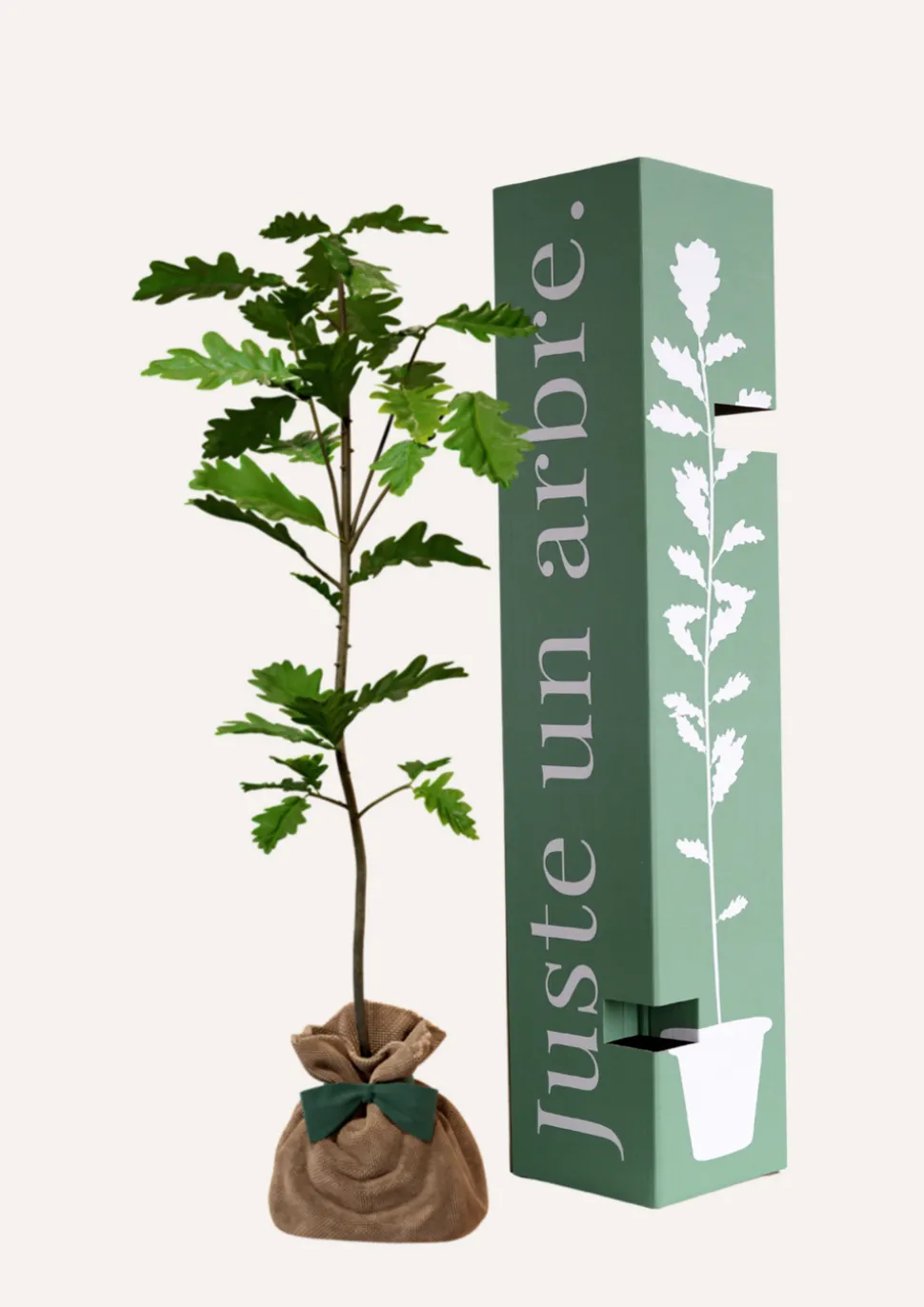 JUSTE UN ARBRE. - Chêne pédonculé | offrez un arbre pour célébrer les grands moments de vie (naissance, mariage). Un cadeau unique.