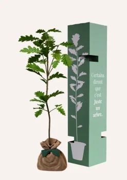 JUSTE UN ARBRE. - Chêne pédonculé | offrez un arbre pour célébrer les grands moments de vie (naissance, mariage). Un cadeau unique.