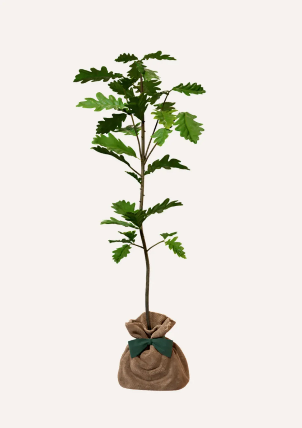 JUSTE UN ARBRE. - Chêne pédonculé | offrez un arbre pour célébrer les grands moments de vie (naissance, mariage). Un cadeau unique.