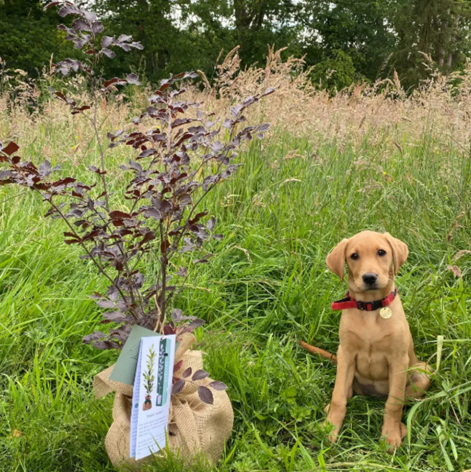 JUSTE UN ARBRE. - Chêne pédonculé | offrez un arbre pour célébrer les grands moments de vie (naissance, mariage). Un cadeau unique.