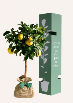 JUSTE UN ARBRE. - Citronnier des 4 saisons |idée cadeau : naissance, mariage, anniversaire - à planter en intérieur ou extérieur.