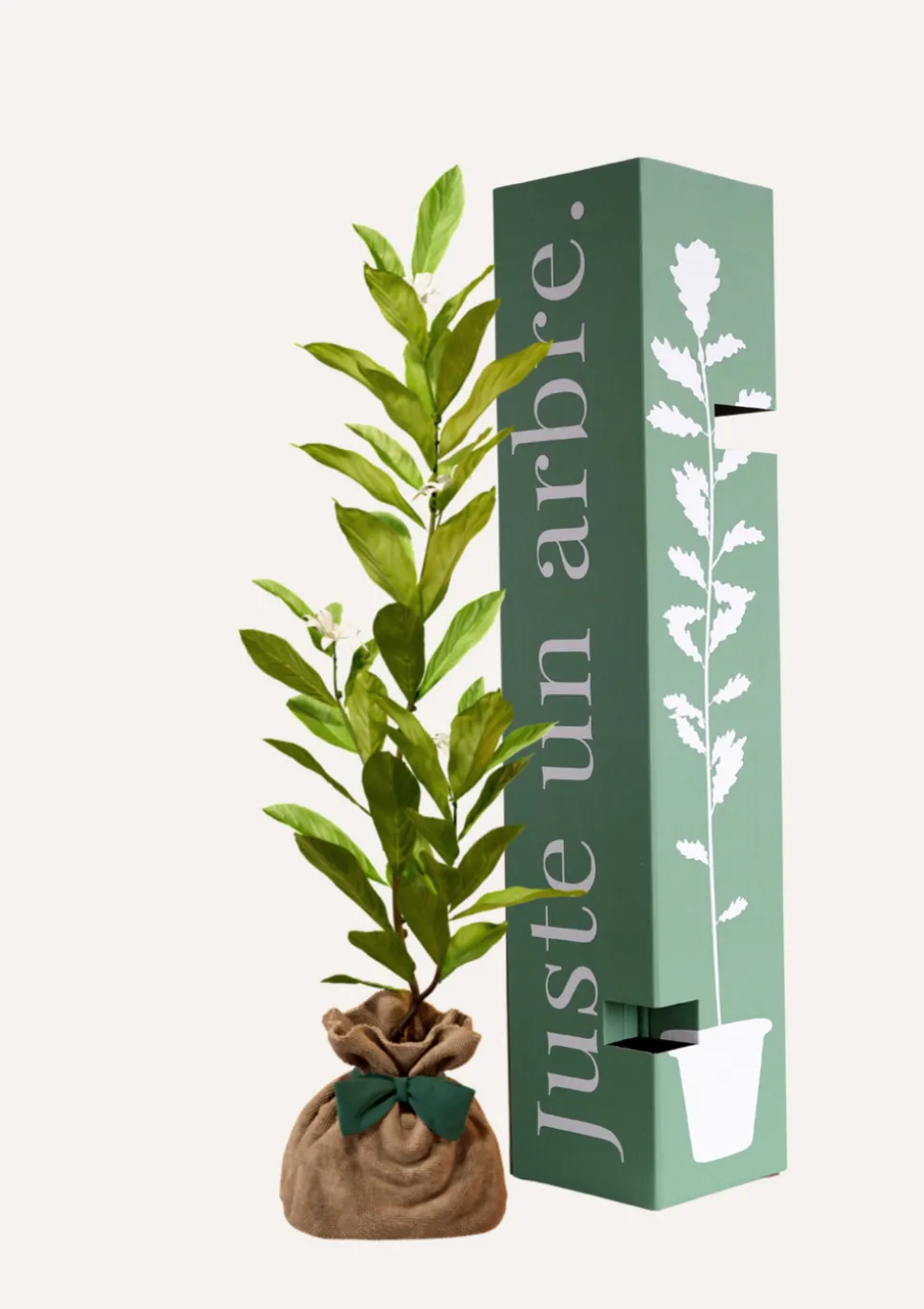 JUSTE UN ARBRE. - Magnolia etoilé | cadeau idéal : naissance, crémaillère, mariage, anniversaire, baptême