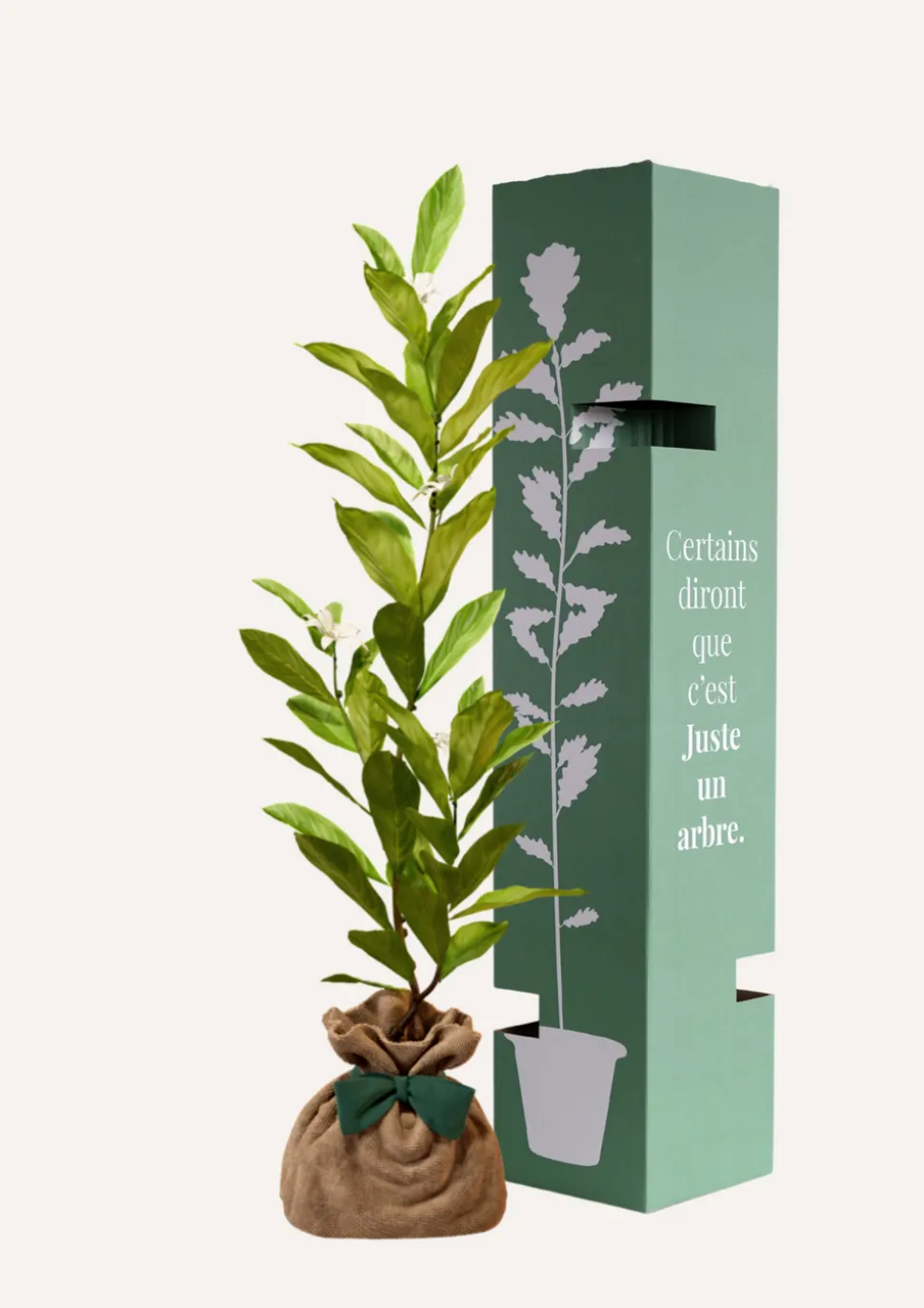 JUSTE UN ARBRE. - Magnolia etoilé | cadeau idéal : naissance, crémaillère, mariage, anniversaire, baptême