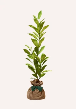 JUSTE UN ARBRE. - Magnolia etoilé | cadeau idéal : naissance, crémaillère, mariage, anniversaire, baptême