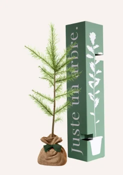 JUSTE UN ARBRE. - Melèze d'europe | offrez un arbre pour célébrer les grands moments de vie (naissance, mariage). Un cadeau unique.