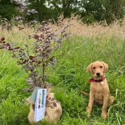 JUSTE UN ARBRE. - Melèze d'europe | offrez un arbre pour célébrer les grands moments de vie (naissance, mariage). Un cadeau unique.