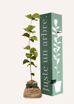 JUSTE UN ARBRE. - Noisetier | offrez un arbre pour célébrer les grands moments de vie (naissance, mariage). Un cadeau unique.