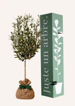 JUSTE UN ARBRE. - Olivier | idée cadeau : naissance, mariage, anniversaire - à planter en intérieur ou extérieur.