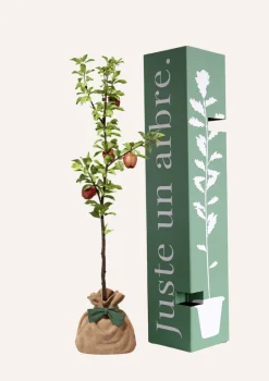 JUSTE UN ARBRE. - Pommier "reine des reinettes" | offrez un arbre pour célébrer les grands moments de vie (naissance, mariage).