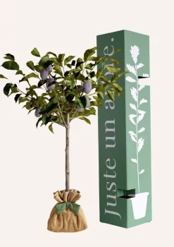 JUSTE UN ARBRE. - Prunier "quetsche d'alsace" | idée cadeau : naissance, mariage, anniversaire, baptême