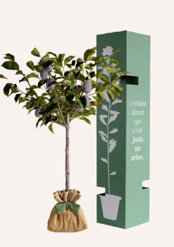JUSTE UN ARBRE. - Prunier "quetsche d'alsace" | idée cadeau : naissance, mariage, anniversaire, baptême