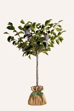 JUSTE UN ARBRE. - Prunier 