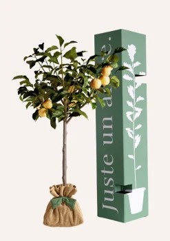 JUSTE UN ARBRE. - Prunier "reine claude dorée" | idée cadeau : naissance, mariage, anniversaire, baptême
