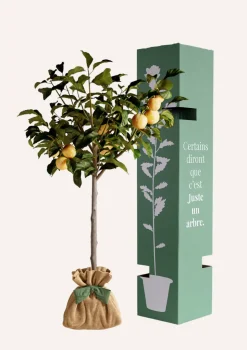 JUSTE UN ARBRE. - Prunier "reine claude dorée" | idée cadeau : naissance, mariage, anniversaire, baptême