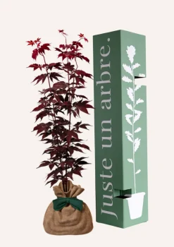 JUSTE UN ARBRE. - Érable du japon 'bloodgold' | cadeau idéal : naissance, crémaillère, mariage, anniversaire, baptême