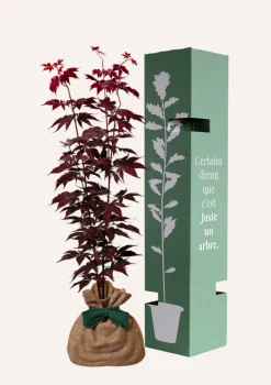 JUSTE UN ARBRE. - Érable du japon 'bloodgold' | cadeau idéal : naissance, crémaillère, mariage, anniversaire, baptême