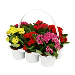 Kalanchoé : barquette, avec anse, de 6 plants - Coloris variables