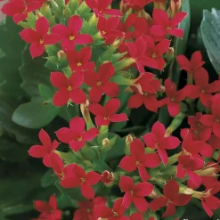 Kalanchoé : jardinière 40 cm