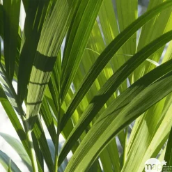 Kentia : H.100/120 cm D24cm