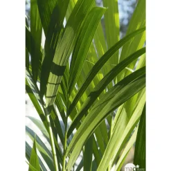 Kentia : H.100/120 cm D24cm