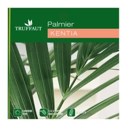 Kentia : H.90/100cm, D17cm