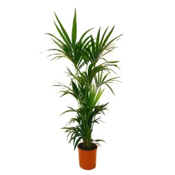 Kentia : H.160cm petit modèle pot