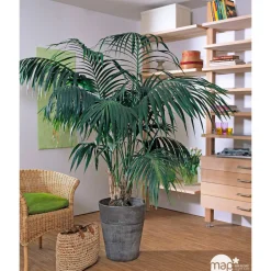 Kentia : H.160cm petit modèle pot