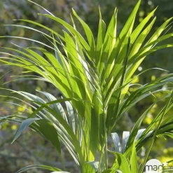 Kentia : H.180cm petit modèle pot