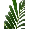 Kentia : pot de 5 pieds - D.24 cm - H.140 cm