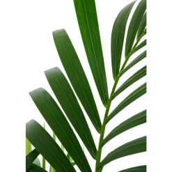 Kentia : pot de 5 pieds - D.24 cm - H.140 cm